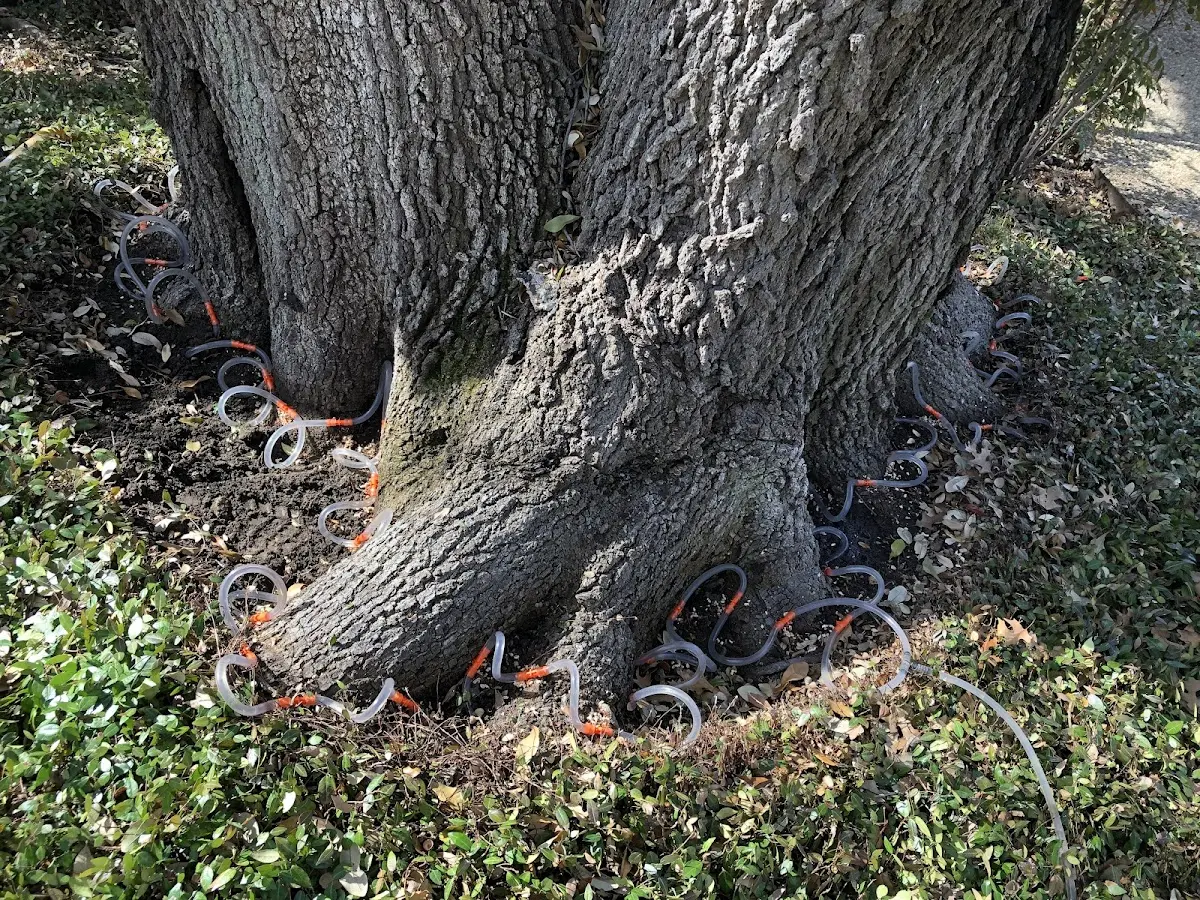 Detailed Tree Cabling and Bracing job site in Blanch