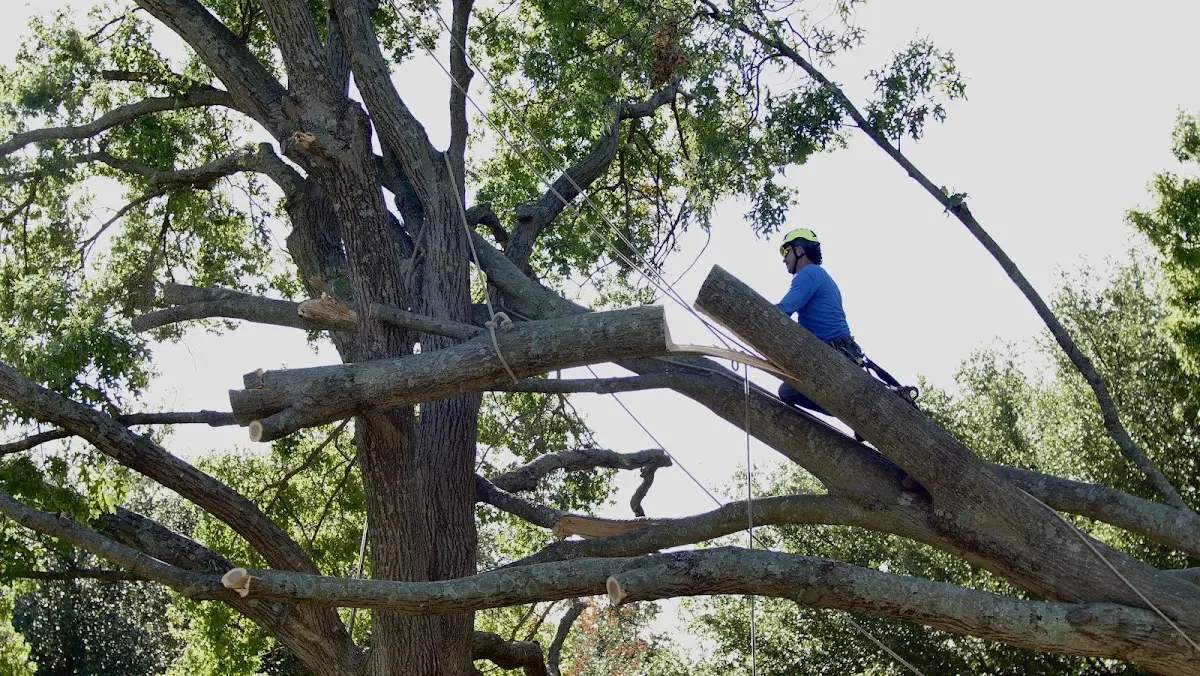 Professional Hazardous Tree Removal performed by certified arborists in Blanch